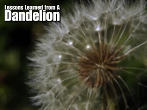 Lessons Learned From A Dandelion