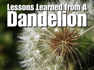 Lessons Learned From A Dandelion