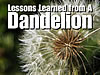 Lessons Learned From A Dandelion